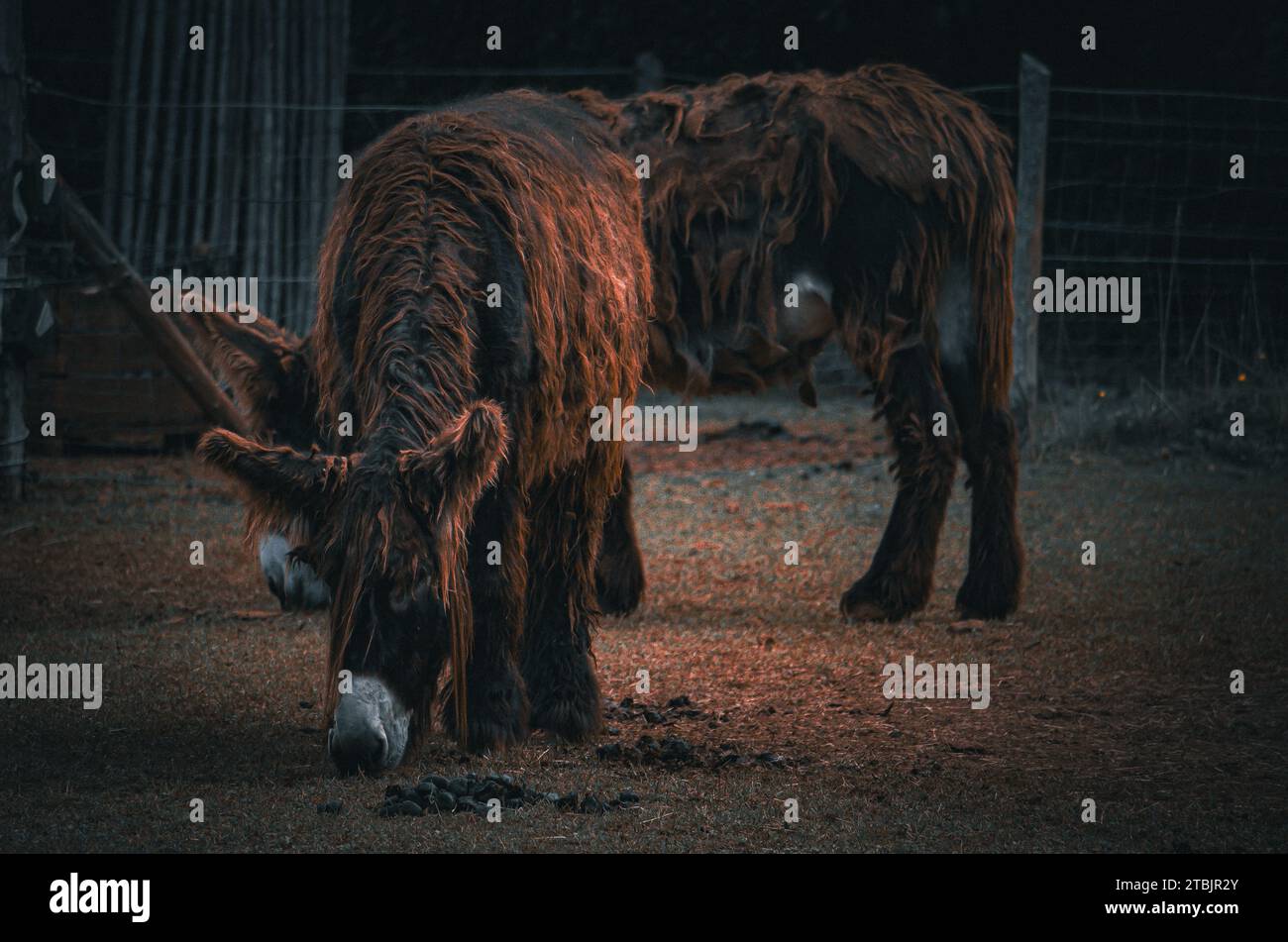 Animazioni di fauna selvatica in un piccolo zoo in Lussemburgo. Foto Stock Animazioni di fauna selvatica in un piccolo zoo in Lussemburgo. Foto Stock