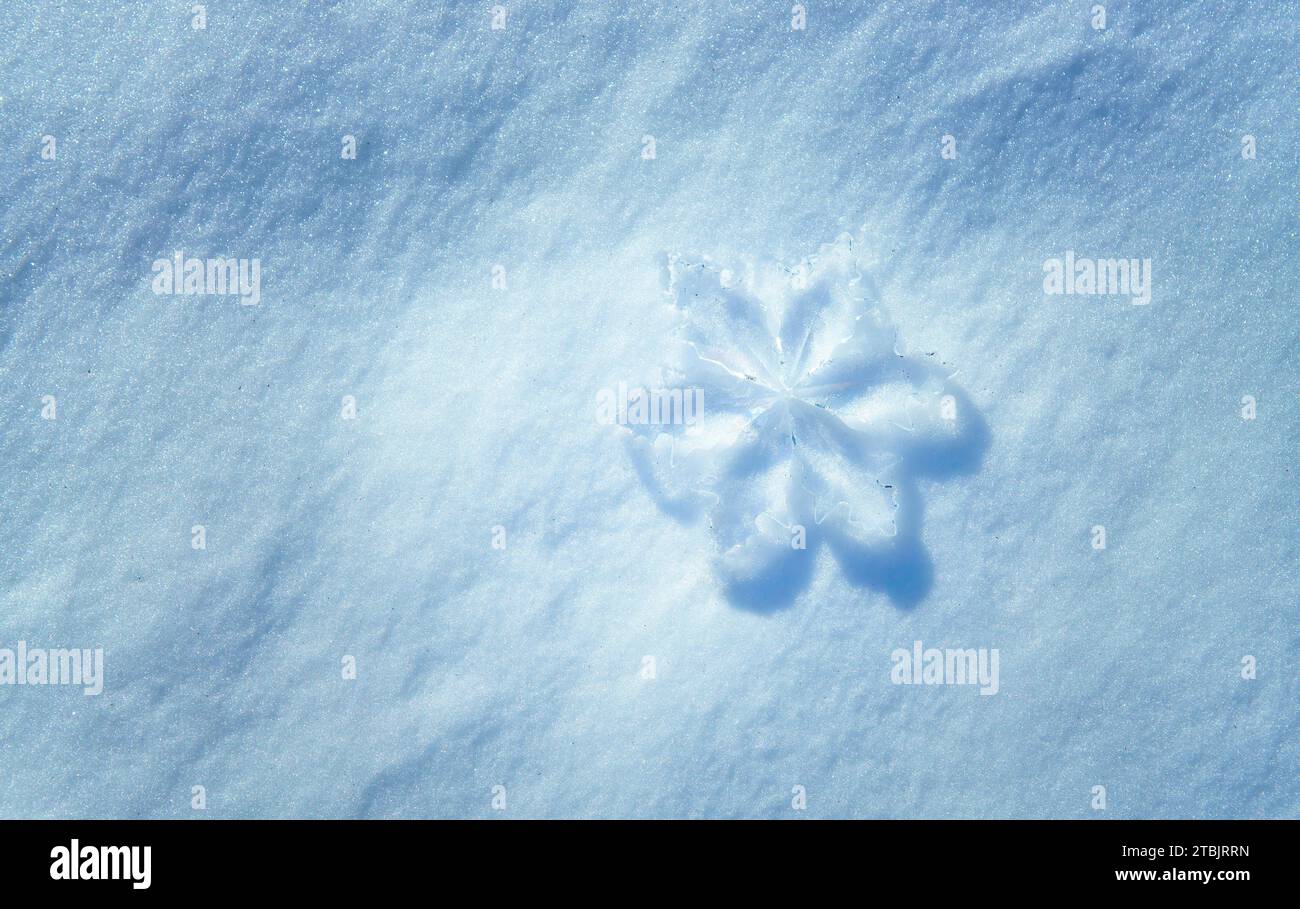 Primo piano dettagliato di un fiocco di neve, realizzato con scintillanti cristalli, che riposa sulla neve incontaminata nel bagliore radioso della luce del sole. La magia della stagione invernale e. Foto Stock