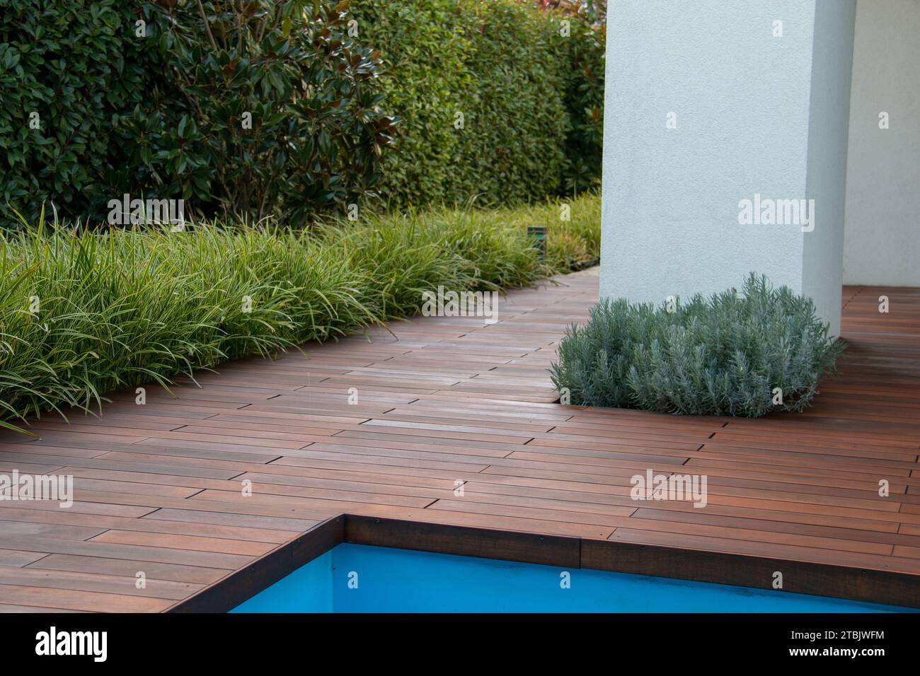 Terrazza piscina con pavimento in legno con scrub di recinzione sempreverde, erba e pilastro bianco, idea di privacy a bordo piscina Foto Stock
