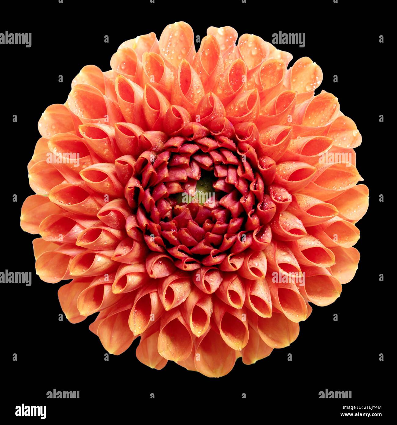 Primo piano di una dahlia isolata su uno sfondo nero, un fiore nel colore alla moda. Foto Stock