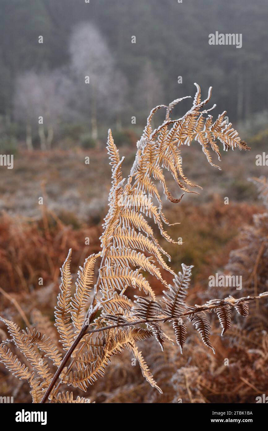Felce marrone dorata congelata nella radura della foresta con betulla scheletrica sullo sfondo. Foto Stock