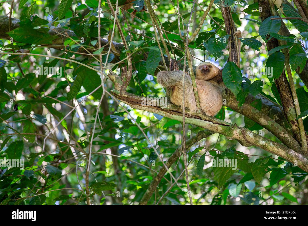 Uno Sloth selvaggio di Hoffmann (choloepus hoffmanni) seduto su un albero in Costa Rica e guardando la telecamera. I concetti potrebbero includere la natura, selvaggia Foto Stock