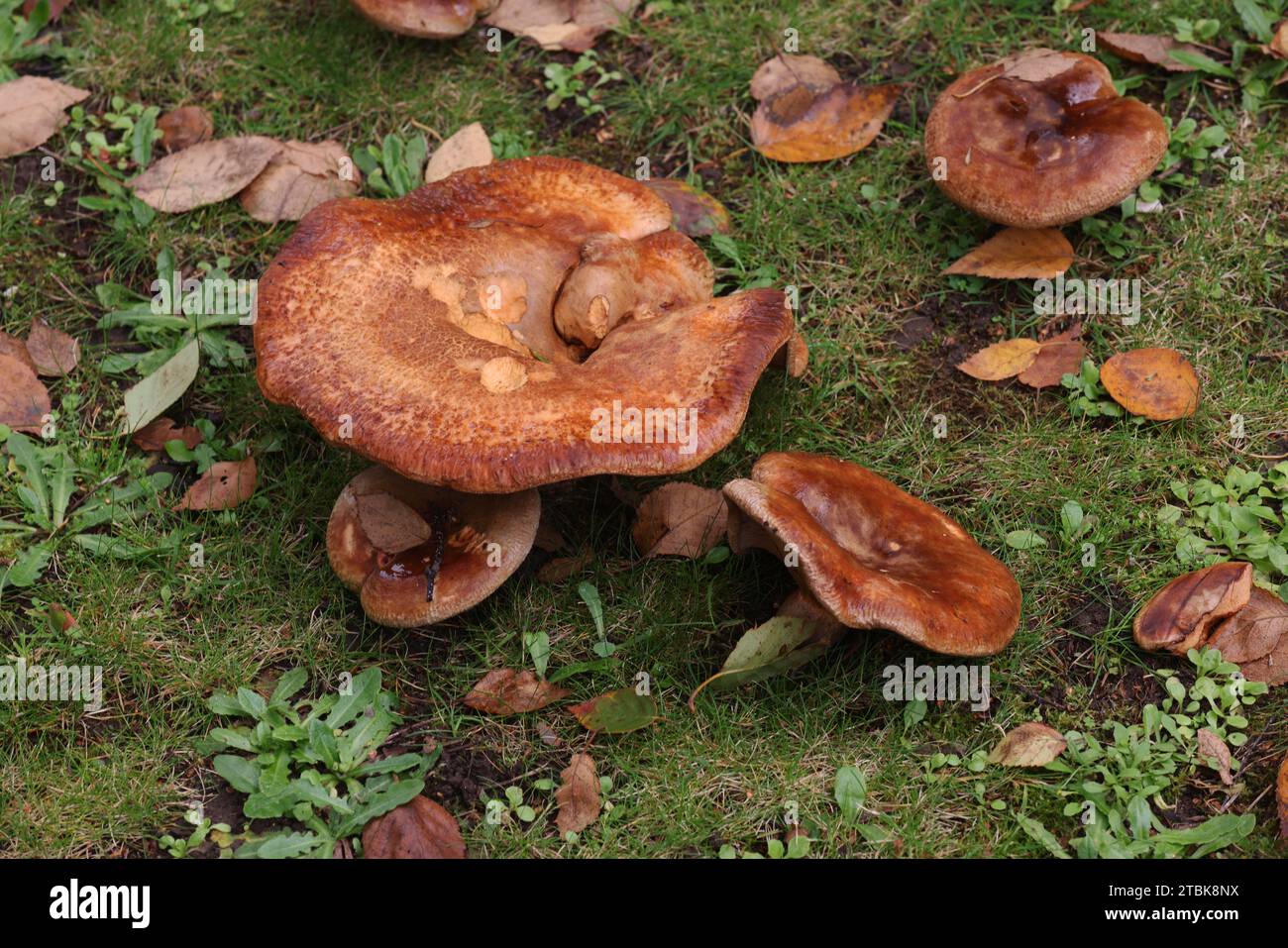 Grandi funghi selvatici nella foto che crescono a Portsmouth, Hampshire, Regno Unito. Foto Stock