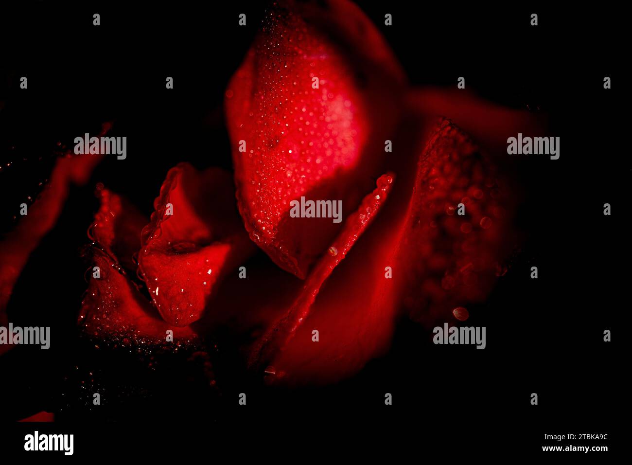 Primo piano di due rose rosse vivaci con scintillanti goccioline d'acqua sui petali, illuminate da una calda luce naturale Foto Stock