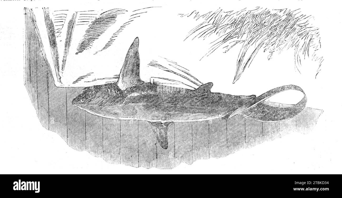 Squalo catturato al largo di Exmouth, 1861. "Due degli squali che sono stati recentemente visti al largo della costa inglese, che hanno colpito il terrore nei cuori dei bagnanti marini, sono stati catturati poco tempo fa al largo di Exmouth, nel Devon. L'esemplare, di cui diamo un'incisione (da una fotografia del signor Sugg, di Exmouth), è stato preso da alcuni pescatori in una deriva, o rete di aringhe, a circa sei miglia dalla riva. Sembra essere una delle specie britanniche di squali conosciute come lo squalo volpe (Carcharias vulpes); anche chiamato volpe marina, la scimmia marina e il trasher - quest'ultimo nome gli viene applicato dalla sua abitudine di difendersi da Foto Stock