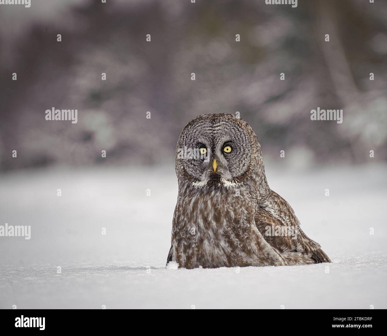 Grande ritratto di gufo grigio nella neve d'inverno Foto Stock