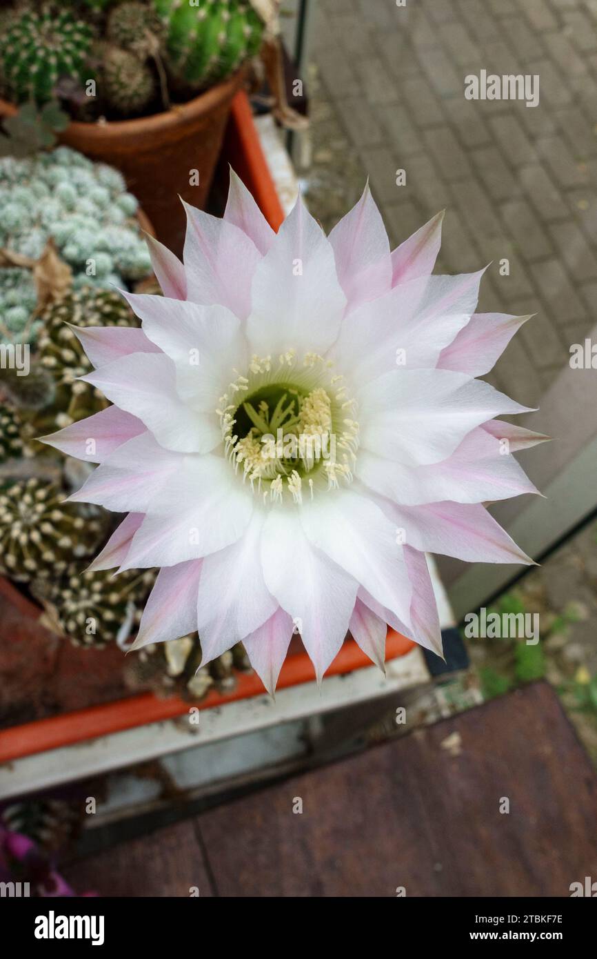 Un Echinopsis oxygona fiorito, cactus di Eyries, cactus di giglio pasquale o cactus di ricci marini vin a serra del Regno Unito. Foto Stock