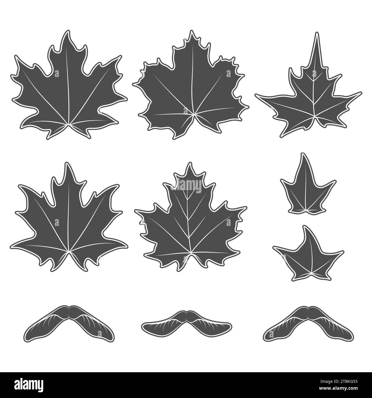 Set di illustrazioni in bianco e nero con foglie di acero e semi. Oggetti vettoriali isolati su sfondo bianco. Illustrazione Vettoriale