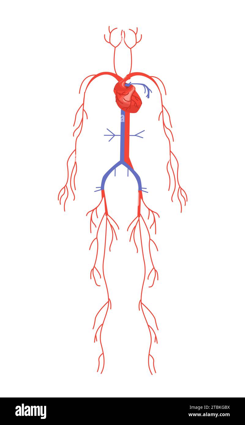Concetto di vettore della struttura anatomica del corpo Illustrazione Vettoriale