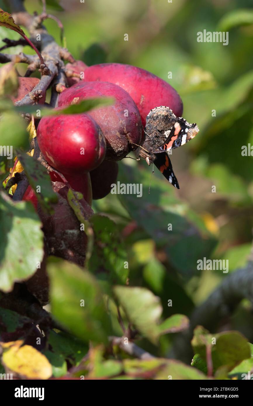 Una farfalla Red Admiral (Vanessa Atalanta) che si nutre di frutta marcisce e stramata su un albero di prugna in autunno Foto Stock