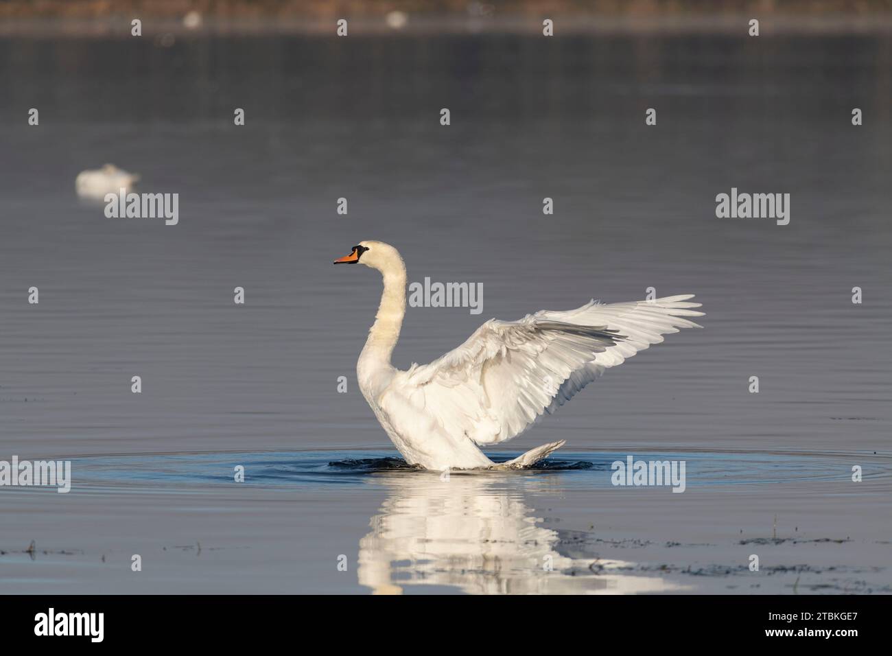 Un cigno muto (Cygnus olor) sul lago di Skene nell'Aberdeenshire che sale e batte le sue ali tese dopo aver pulito le sue piume Foto Stock