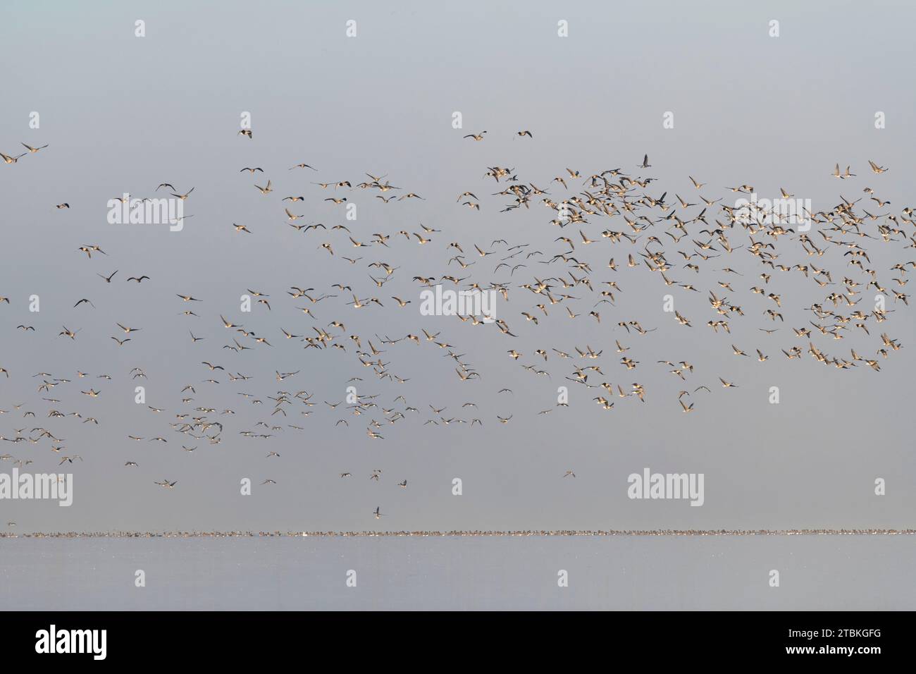 Un gregge di oche dai piedi rosa (Anser brachyrhynchus) che decolla dal lago di Skene nell'Aberdeenshire a Daybreak in una mattinata di Foggy in tardo autunno Foto Stock