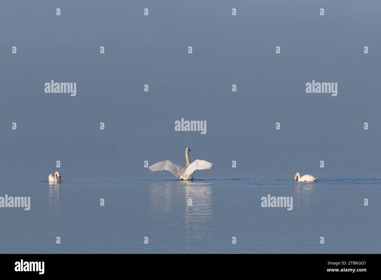Tre cigni muti (Cygnus olor) al sole in una mattinata nebbiosa sul lago di Skene nell'Aberdeenshire (due cigni che si nutrono e un cigno che batte le ali) Foto Stock