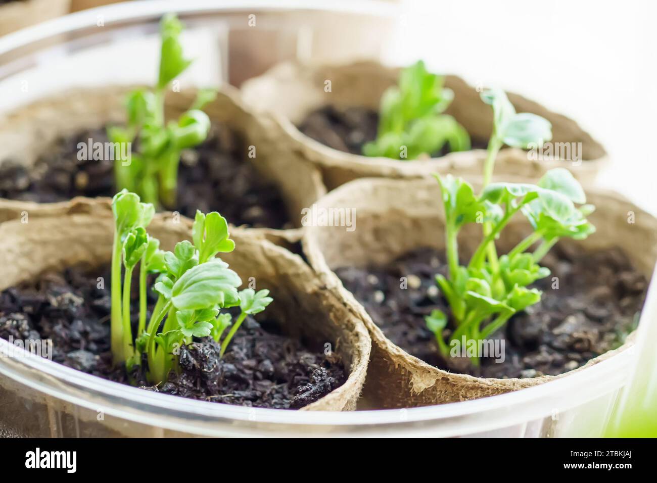 Giovani piantine di Ranunculus asiaticus, forma coltivata, farfalle, mosti d'argilla e foots d'acqua in vasi di torba sul davanzale. Foto Stock