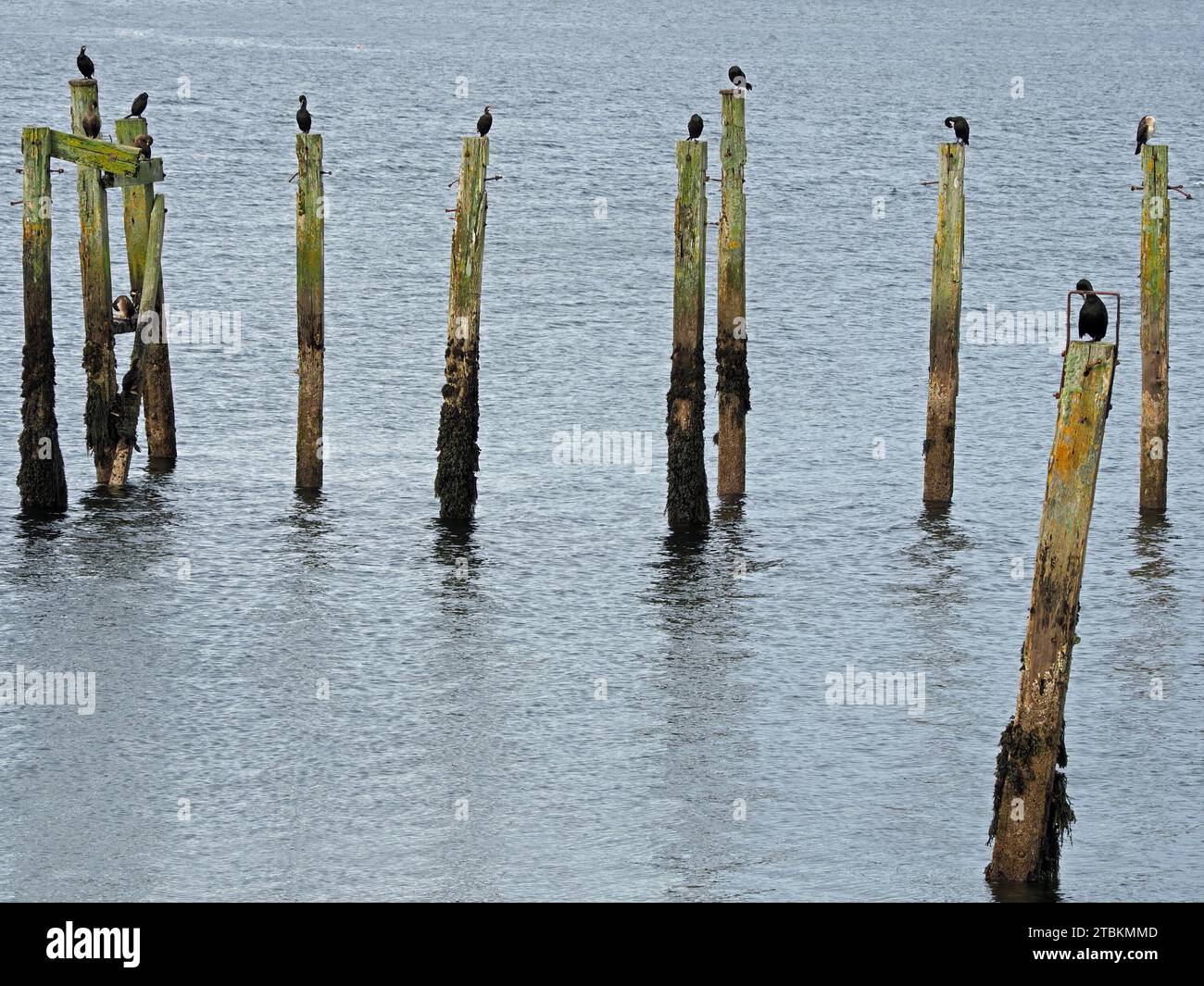 Immagine grafica di 10 cormorani arroccati su vecchi pali scuri pendenti di un ex molo in rovina sul mare chiaro sulla costa dell'Isola di Mull, Scozia Foto Stock