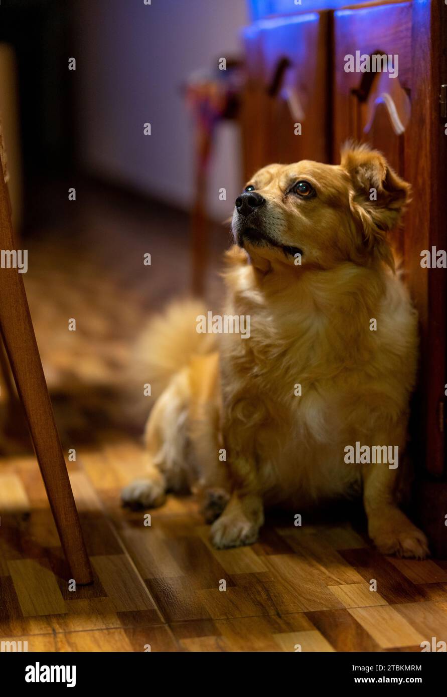 ritratto di un cane seduto, in una casa Foto Stock