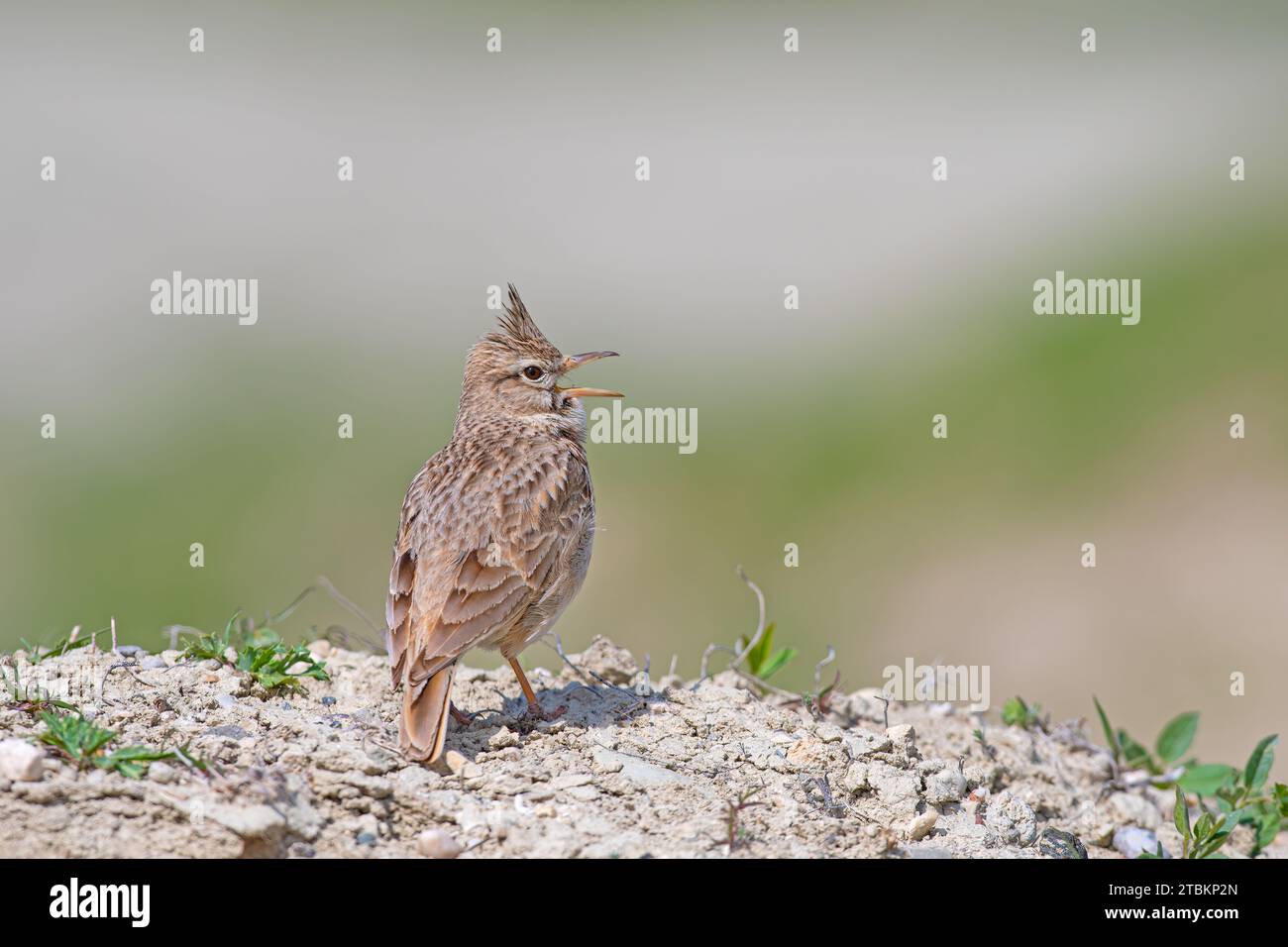 Crested Lark (Galerida cristata) che canta sul terreno di terra. Giallo, sfondo sfocato. Foto Stock