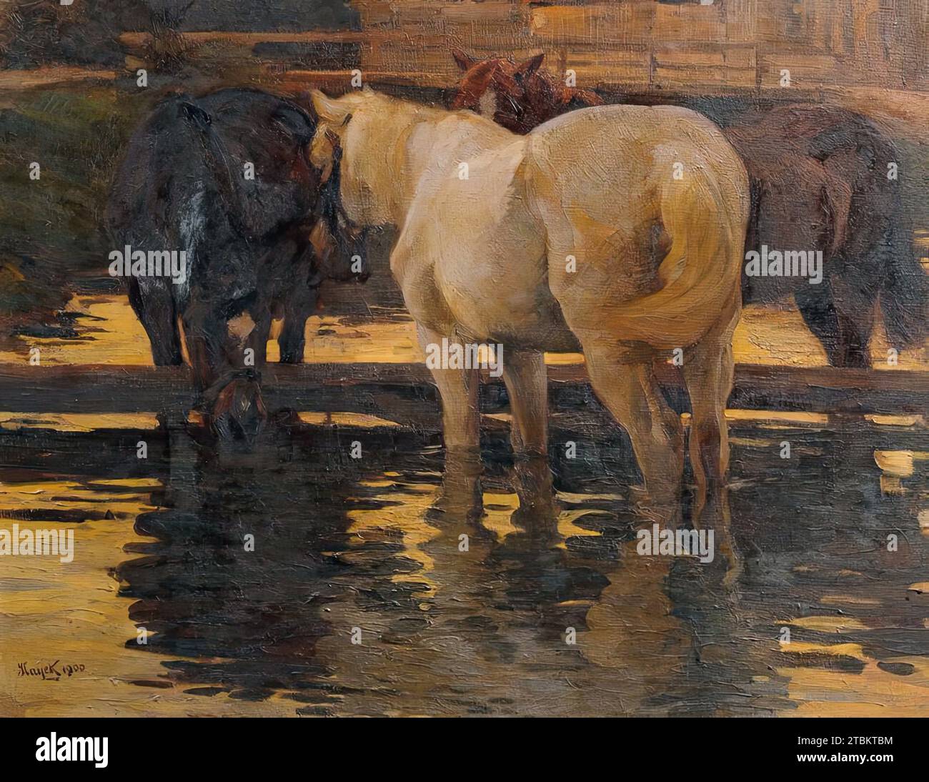 Cavalli nell'alluvione, 1900. Foto Stock