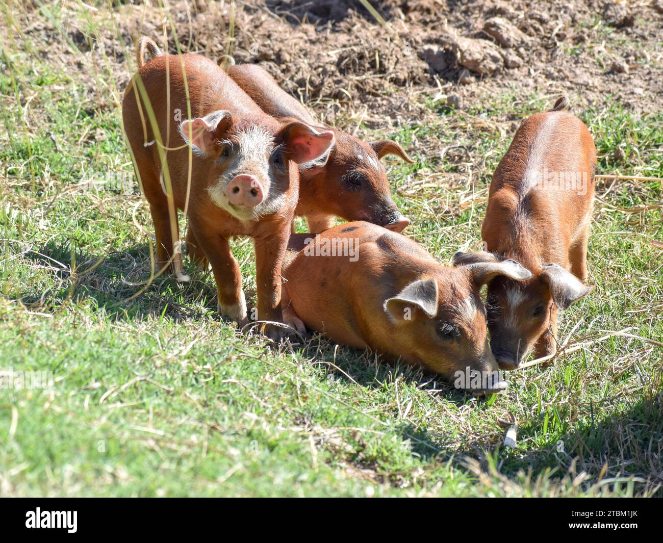 Diversi suinetti di un maiale domestico, provincia di Buenos Aires, Argentina Foto Stock