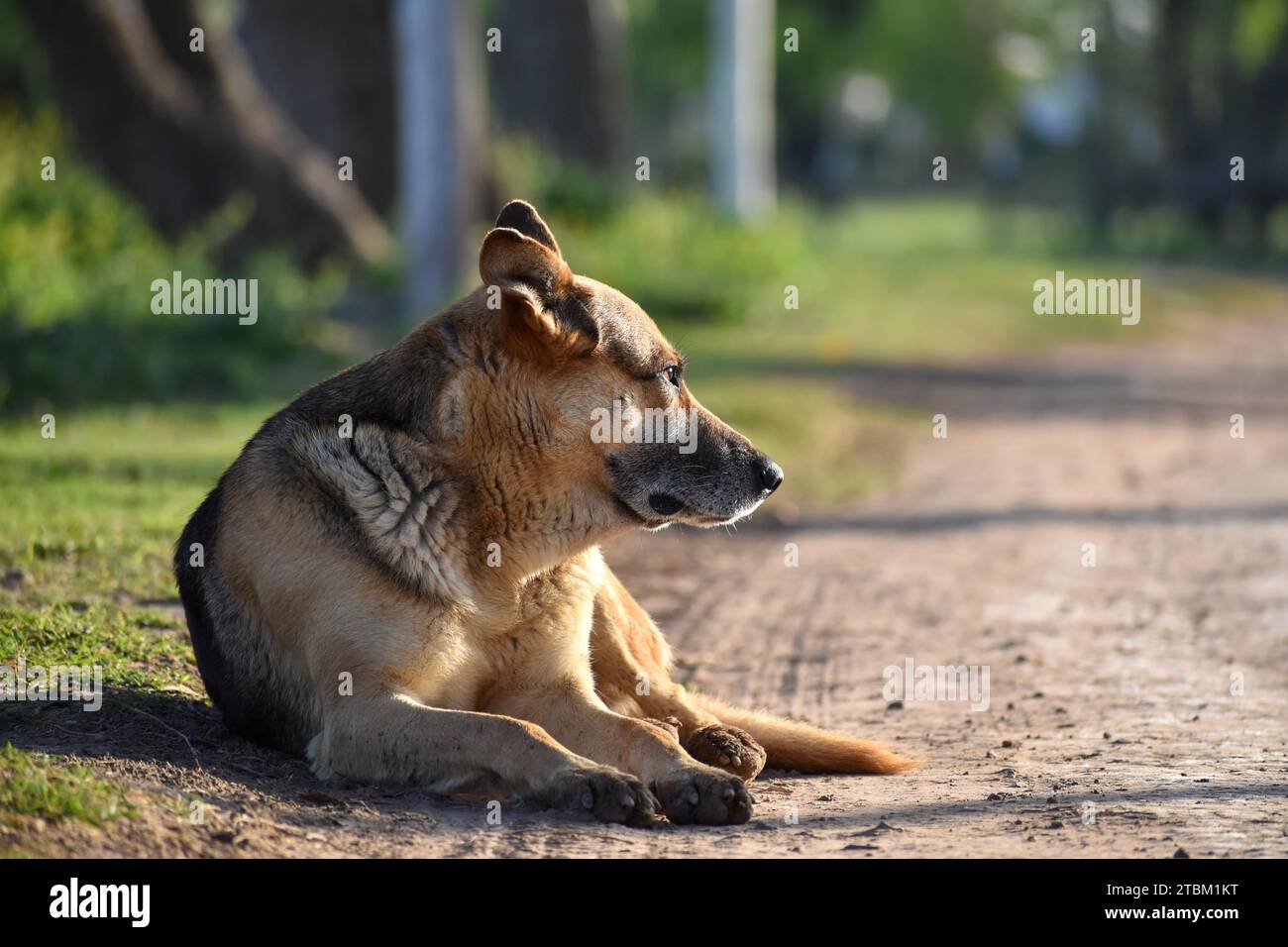 Cane di strada che si gode il sole mattutino sulla strada in un villaggio nella provincia di Buenos Aires, Argentina Foto Stock