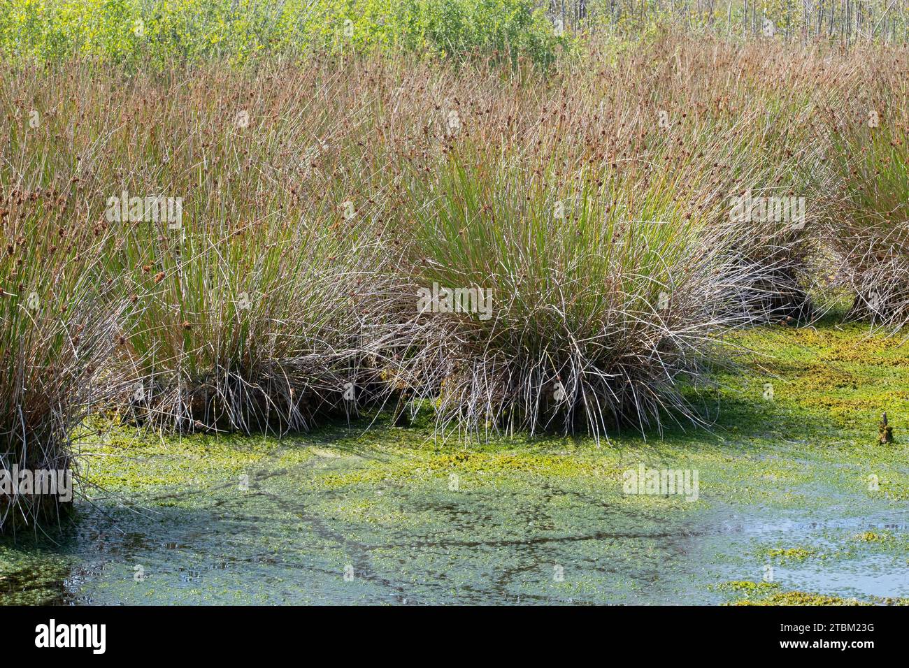 La corsa morbida (Juncus effusus) cresce insieme al muschio di torba (Sphagnum) nella brughiera umida, bassa Sassonia, Germania Foto Stock