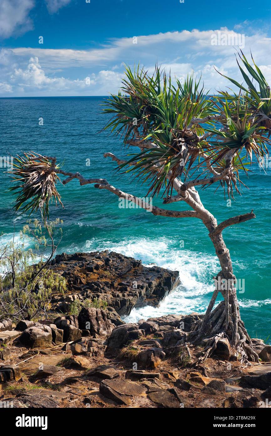 La passeggiata costiera di Noosa si dirige verso l'albero di mangrovie, vacanze, viaggi, costa, oceano, mare, costa orientale, Queensland, Australia Foto Stock