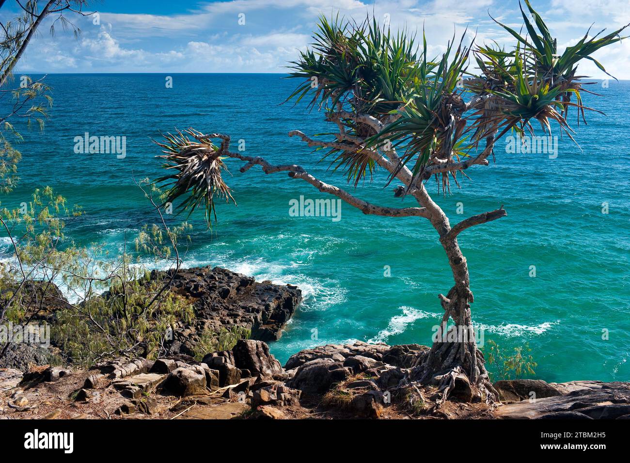 La passeggiata costiera di Noosa si dirige verso l'albero di mangrovie, vacanze, viaggi, costa, oceano, mare, costa orientale, Queensland, Australia Foto Stock