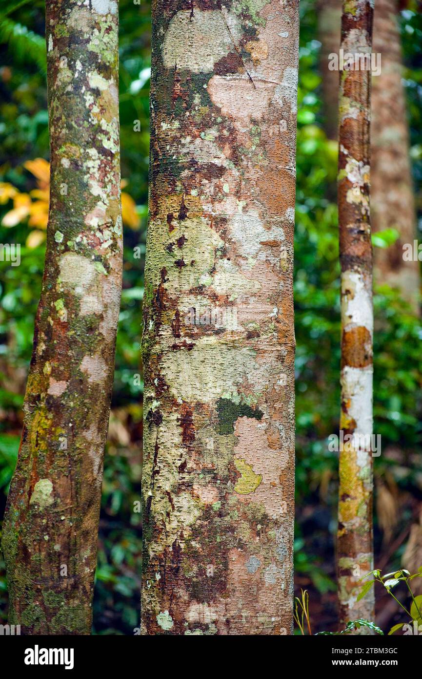 Struttura, modello, depositi, patina, arte, natura, arte naturalistica su alberi tropicali, foresta pluviale, clima, Australia Foto Stock