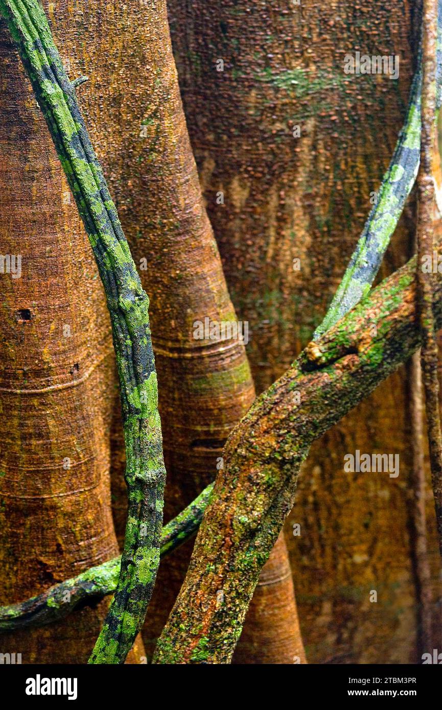 Struttura, modello, depositi, patina, arte, natura, arte naturalistica su alberi tropicali, foresta pluviale, clima, Australia Foto Stock