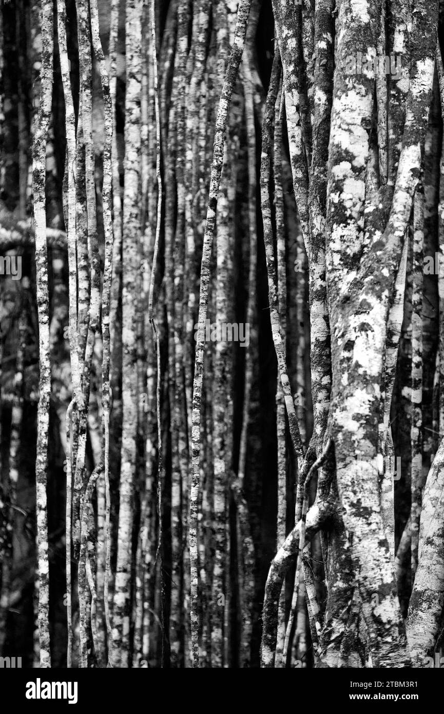 Bianco e nero, struttura, schema, depositi, patina, arte, natura, arte della natura su alberi tropicali, foresta pluviale, clima, Australia Foto Stock
