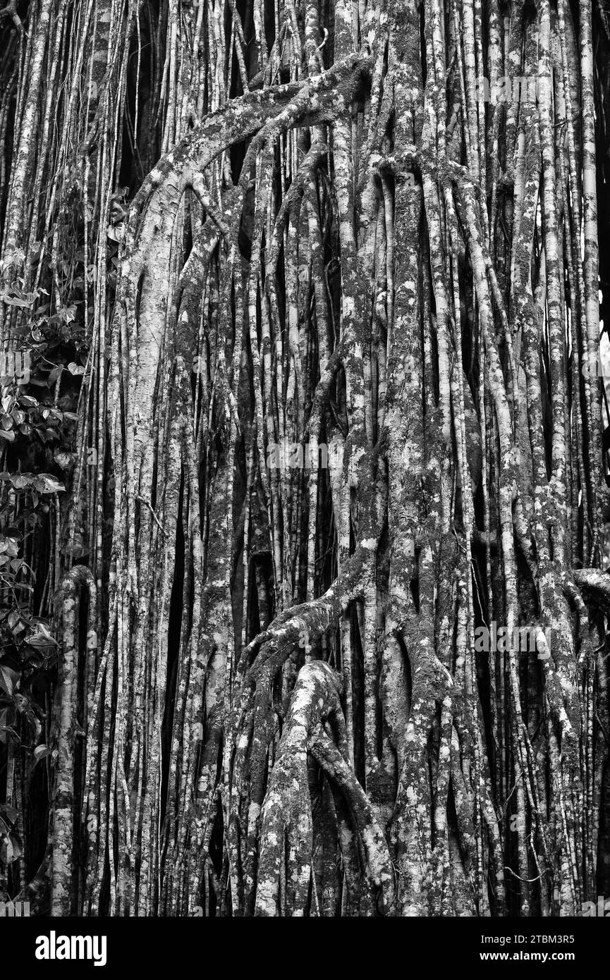 Bianco e nero, fico strangolante (Ficus virens), albero tropicale, albero, foresta pluviale, giungla, Atherton Tablelands, Queensland, Australia Foto Stock