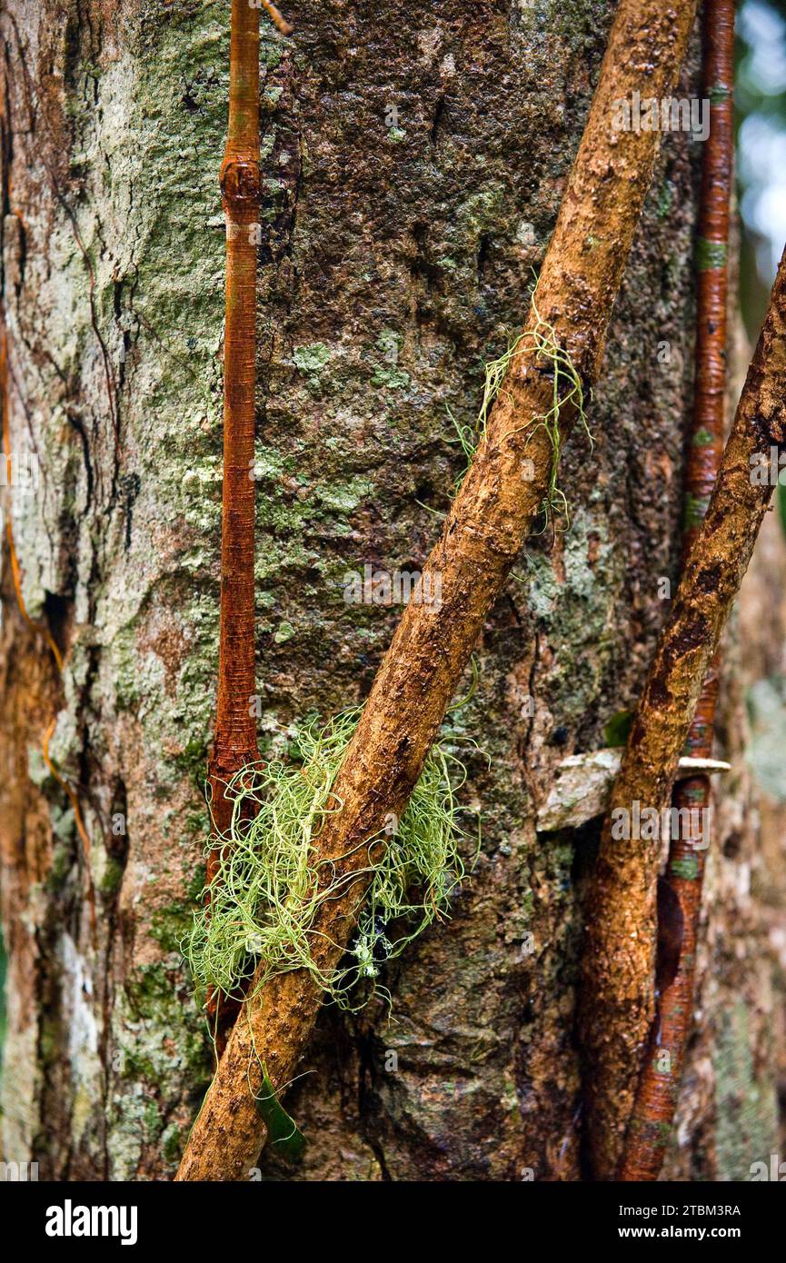 Struttura, modello, depositi, patina, arte, natura, arte naturalistica su alberi tropicali, foresta pluviale, clima, Australia Foto Stock