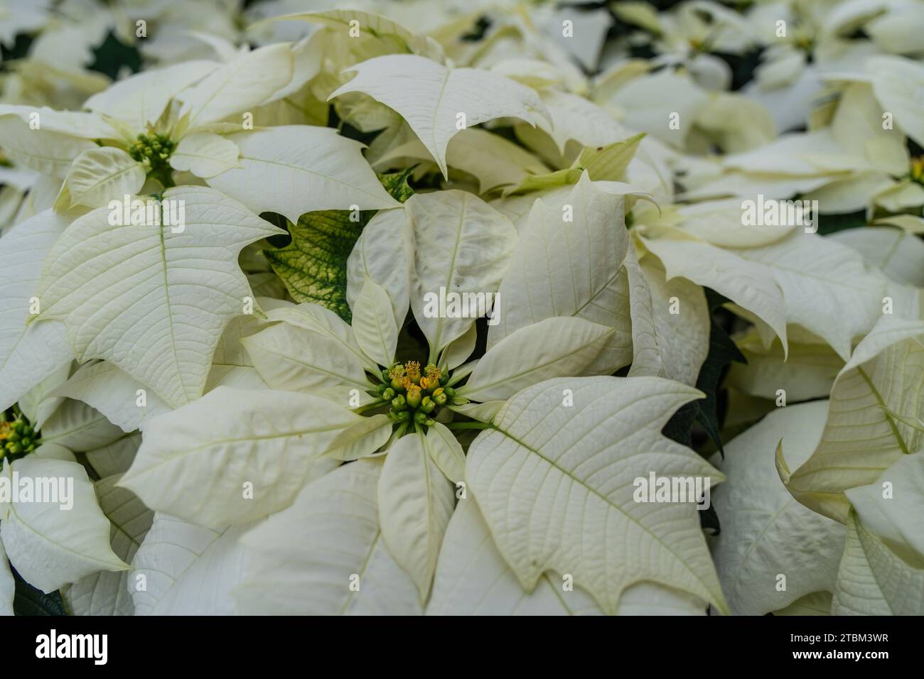 Bella puntetta in mostra alla serra che fiorisce in tempo per le festività natalizie Foto Stock