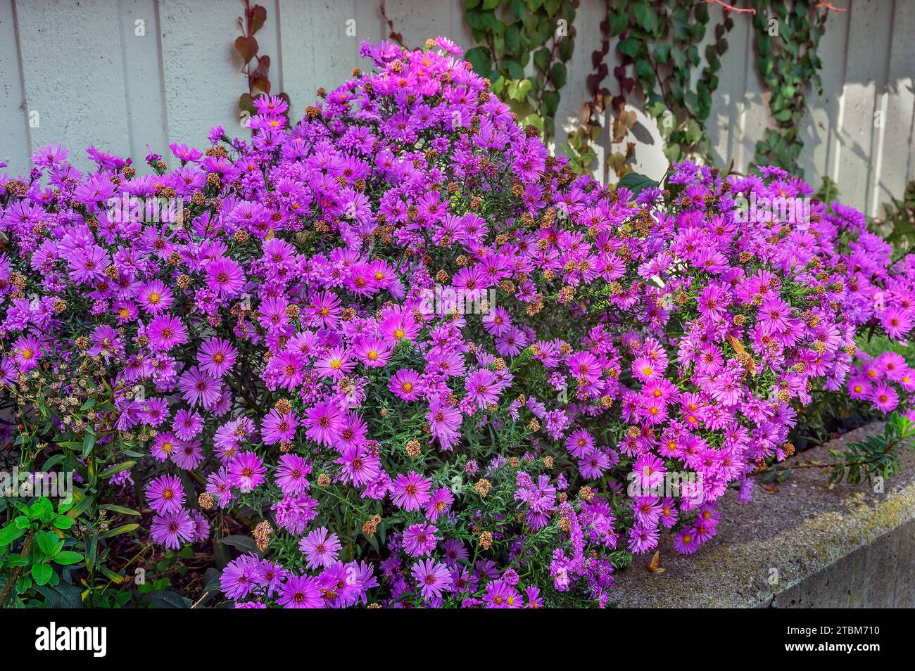 Cuscino Aster (Aster dumosus), Baviera, Germania Foto Stock