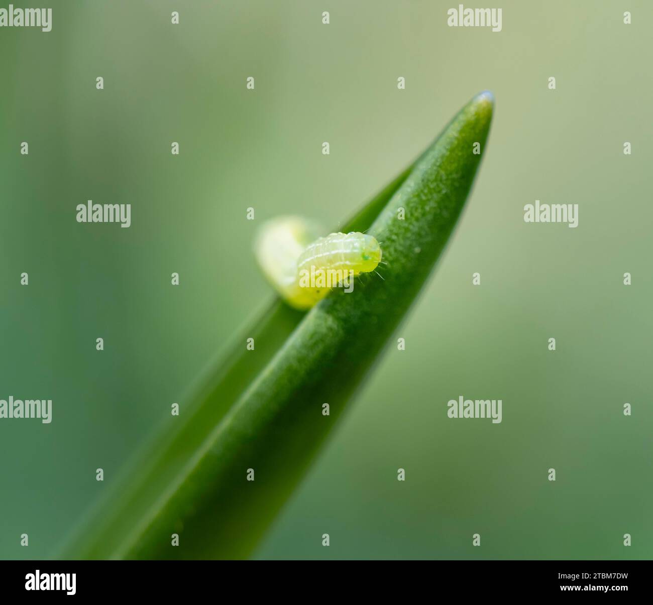 Piccolo bruco verde su una foglia, Baviera, Germania Foto Stock