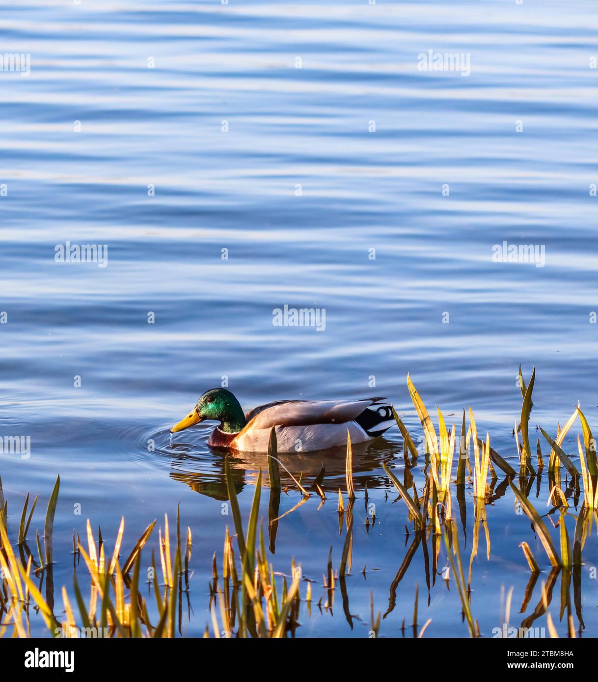 Drake, anatra di Mallard (Anas platyrhynchos) che nuota vicino a piante su un lago Foto Stock