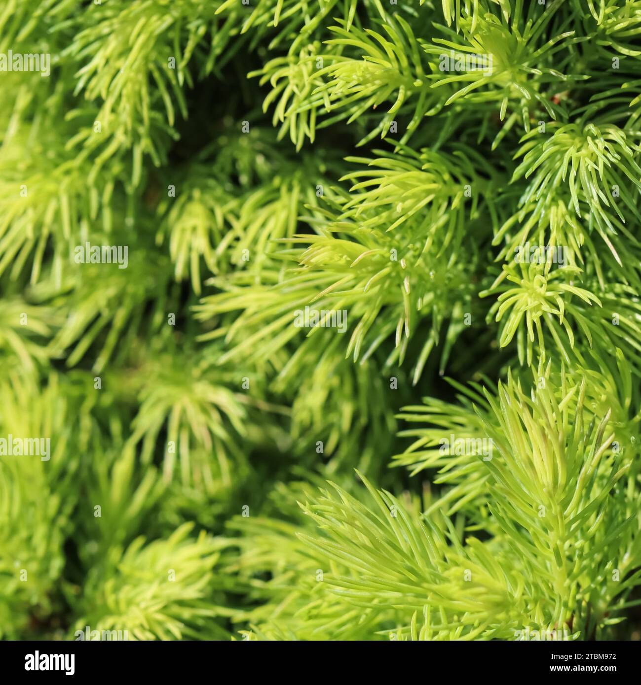 Abete rosso canadese (Picea) glauca conica. Abete bianco. Albero sempreverde decorativo di conifere in primavera Foto Stock