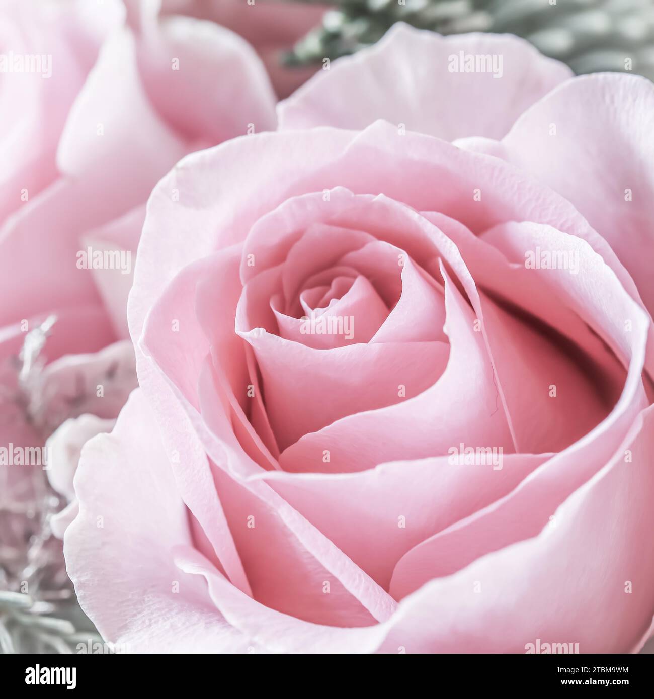 Rosa fiore. Macro fiori sfondo per vacanza brand design Foto Stock