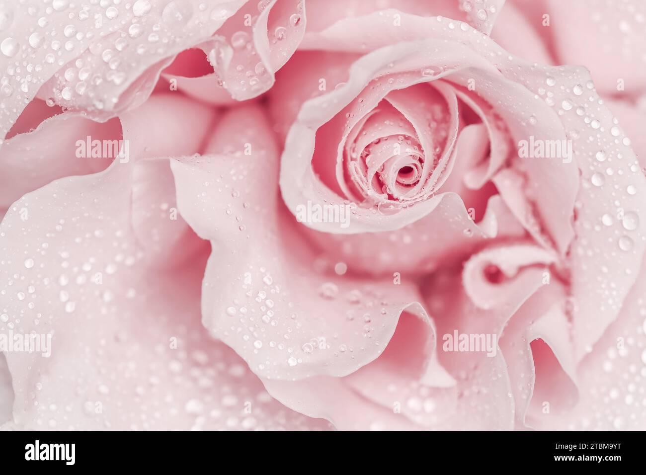 Rosa fiore. Macro fiori sfondo per vacanza brand design Foto Stock