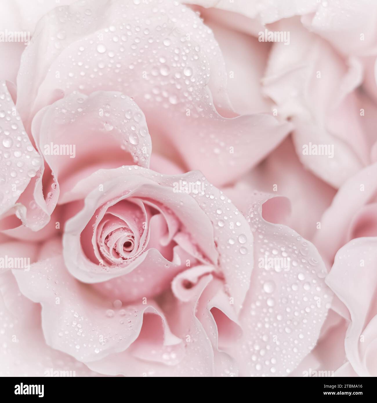 Rosa fiore. Macro fiori sfondo per vacanza brand design Foto Stock