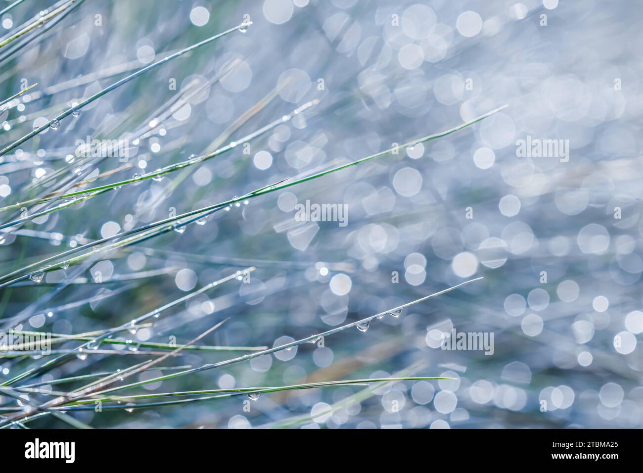 Texture, sfondo, motivo di erba decorativa Blue FESCUE con gocce di pioggia. Bokeh con riflesso di luce. Sfondo naturale Foto Stock