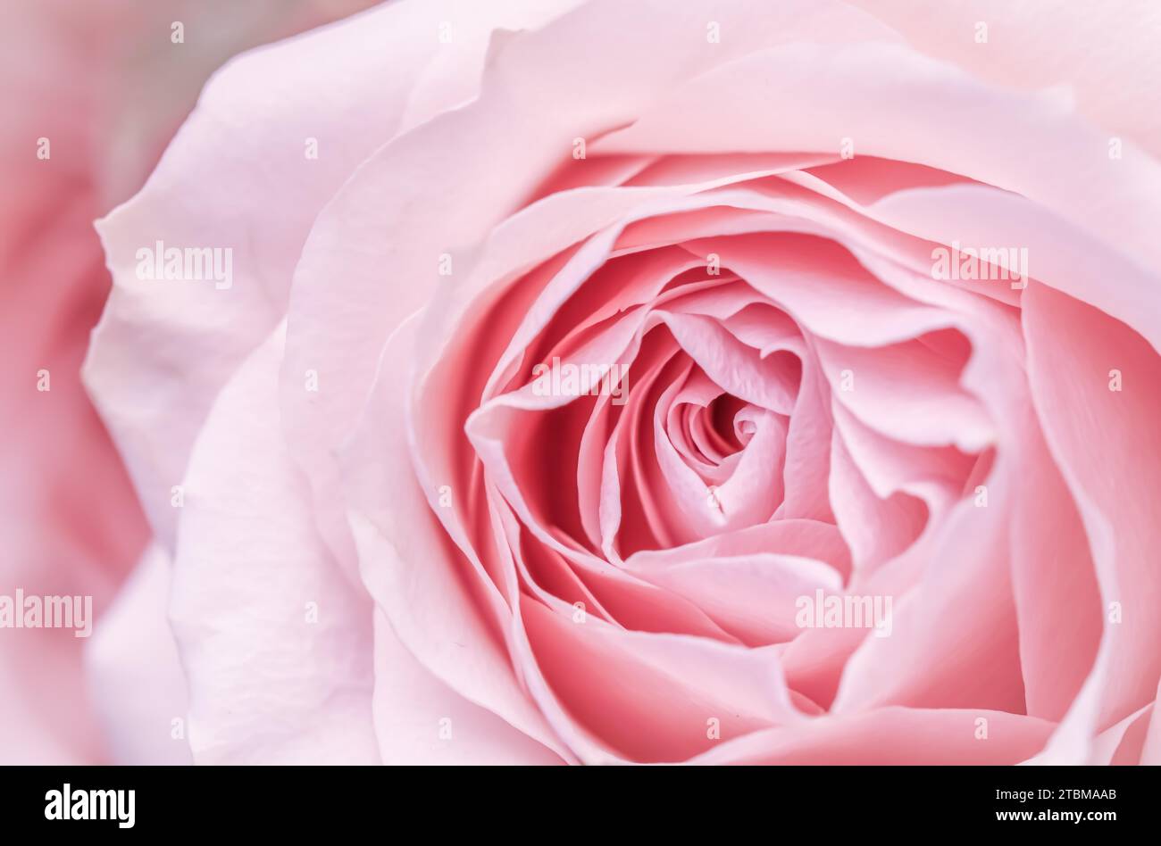 Rosa fiore. Macro fiori sfondo per vacanza brand design Foto Stock