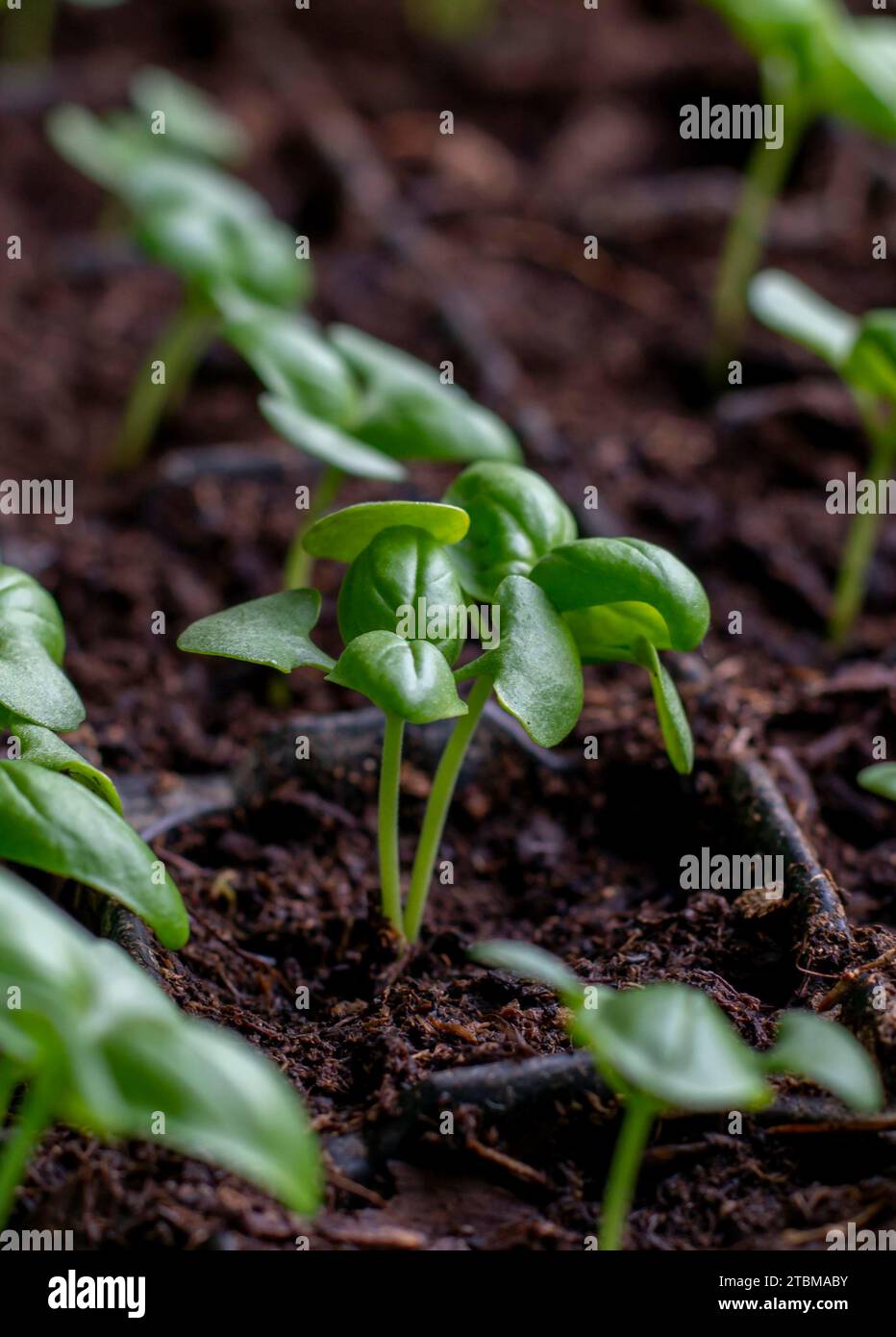 Basilico (Ocimum basilicum) noto anche come genovese, piantine dolci o grandi di basilico in un vassoio di germinazione Foto Stock