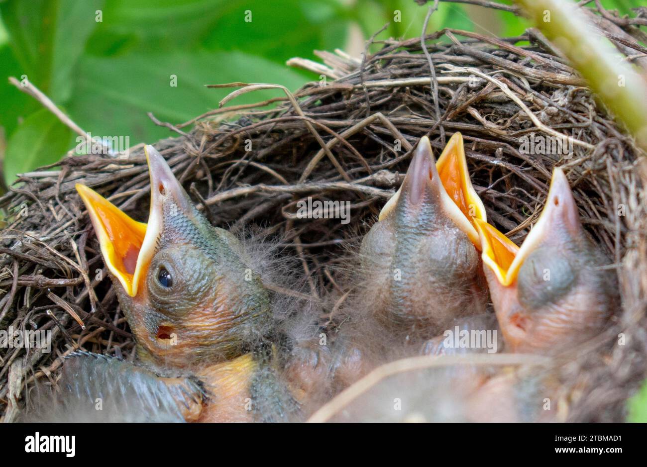 Nido di uccelli con cuccioli giovani. Pulcini euroasiatici Blackbird. Primo piano. Dettagli Foto Stock