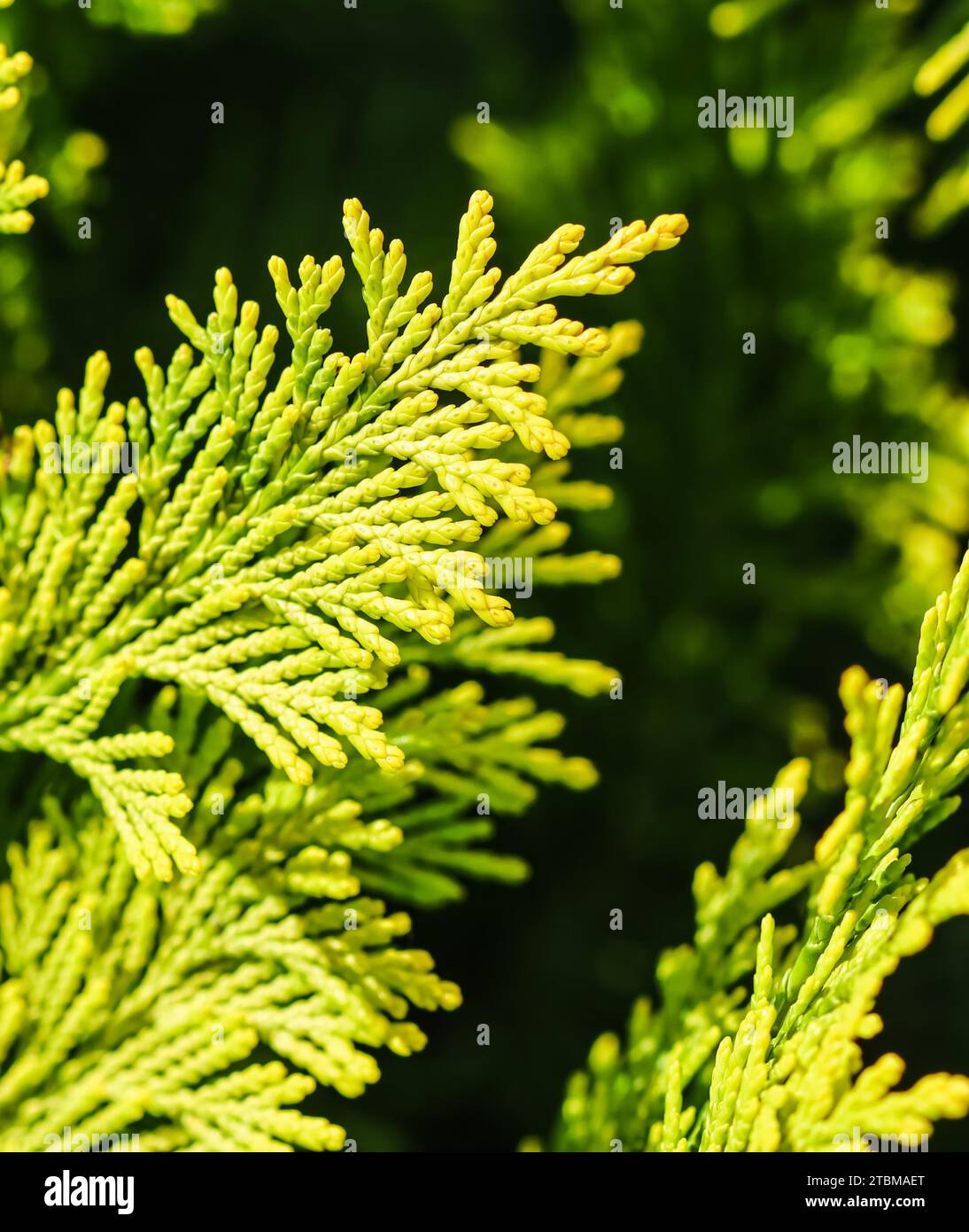 Primo piano di un ginepro giallo verde rami. Sfondo naturale. Foto di alta qualità Foto Stock