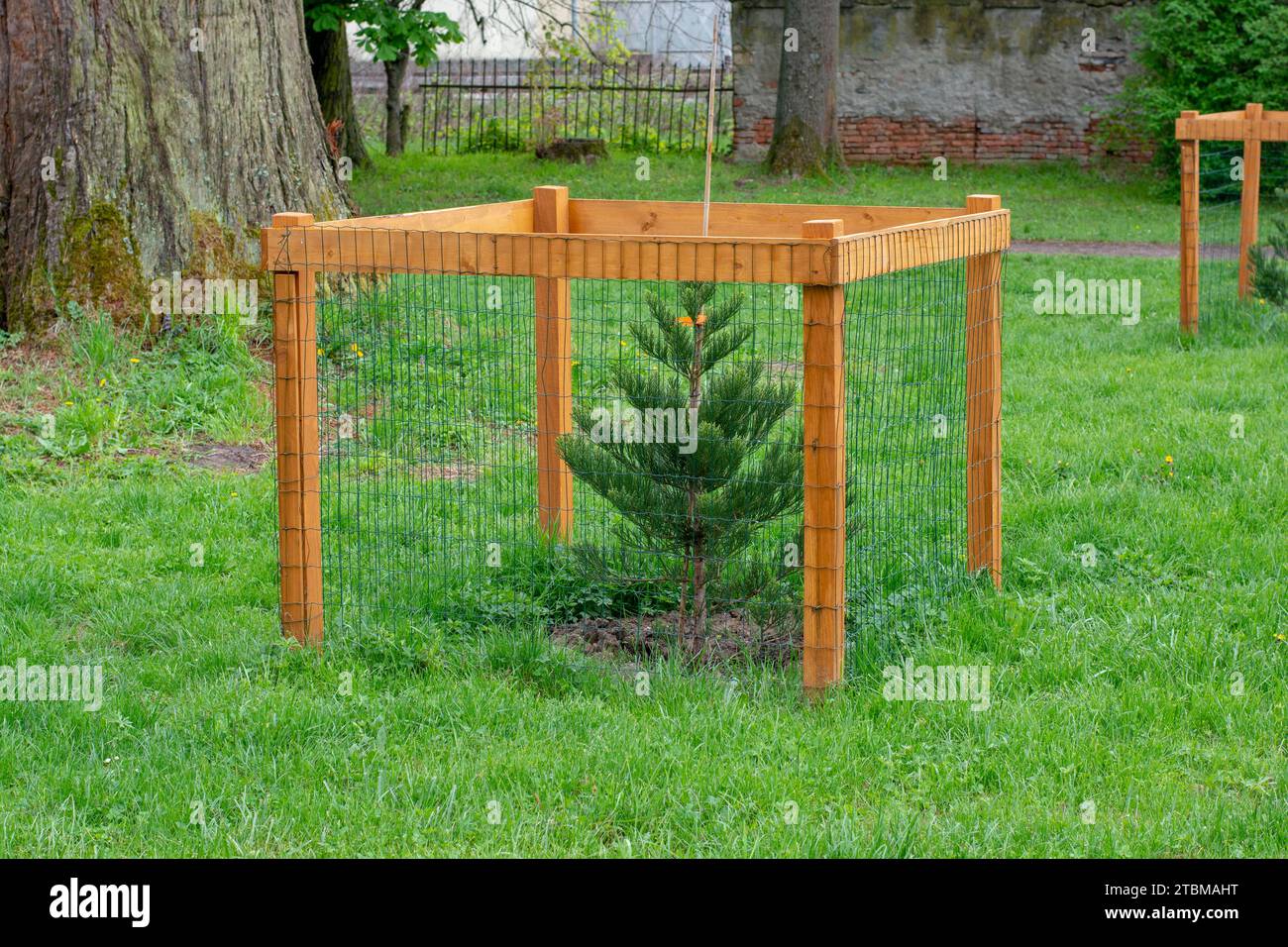 Protezione per alberi in rete che protegge i giovani alberi dai danni causati dalla fauna selvatica. Recinzione che protegge l'albero nel parco Foto Stock