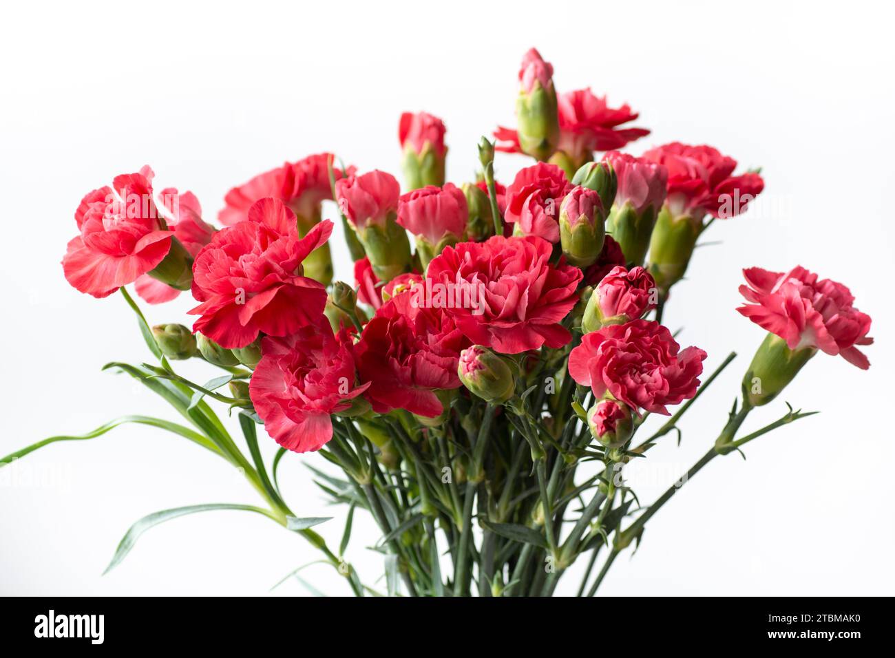 Bouquet di fiori di garofano rosa. Fiori di chiodi di garofano, sfondo bianco Foto Stock