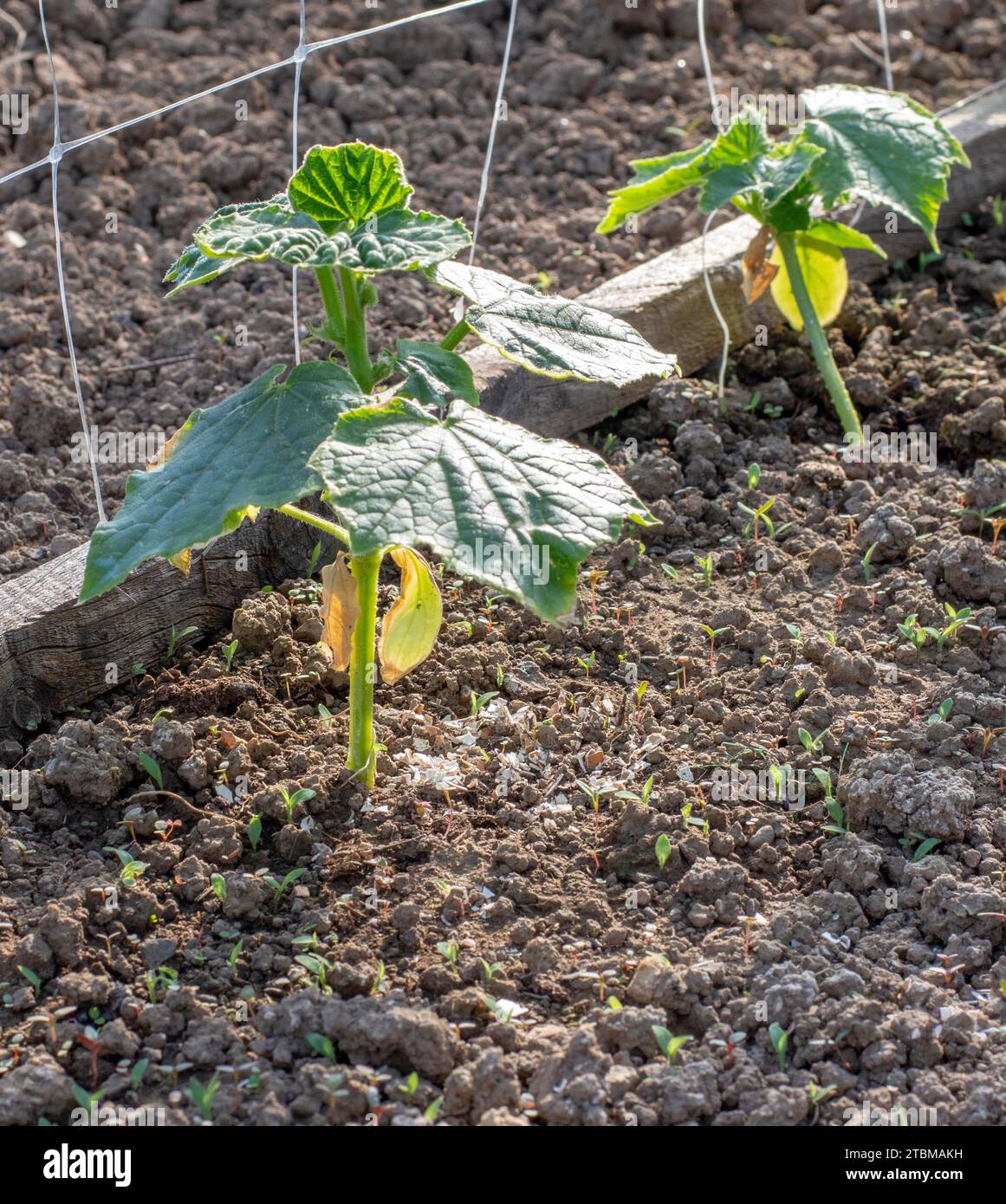 Giovane pianta di cetriolo nella casa verde con pezzi di gusci d'uovo usati come fertilizzante. Messa a fuoco selettiva Foto Stock