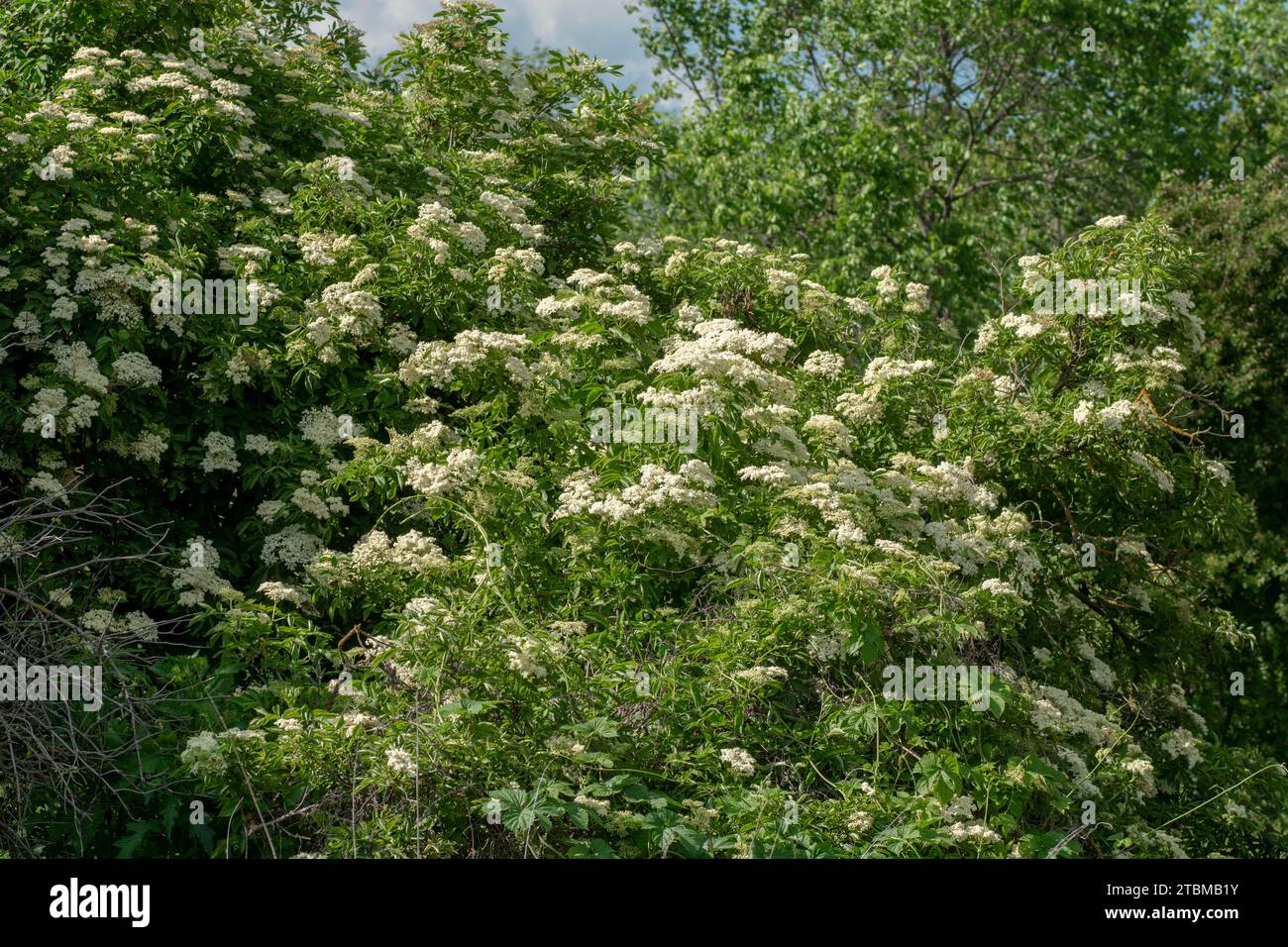 Sambuco (Sambucus nigra) fiore e fogliame. La pianta è anche nota come sambuco, sambuco europeo o sambuco nero europeo Foto Stock