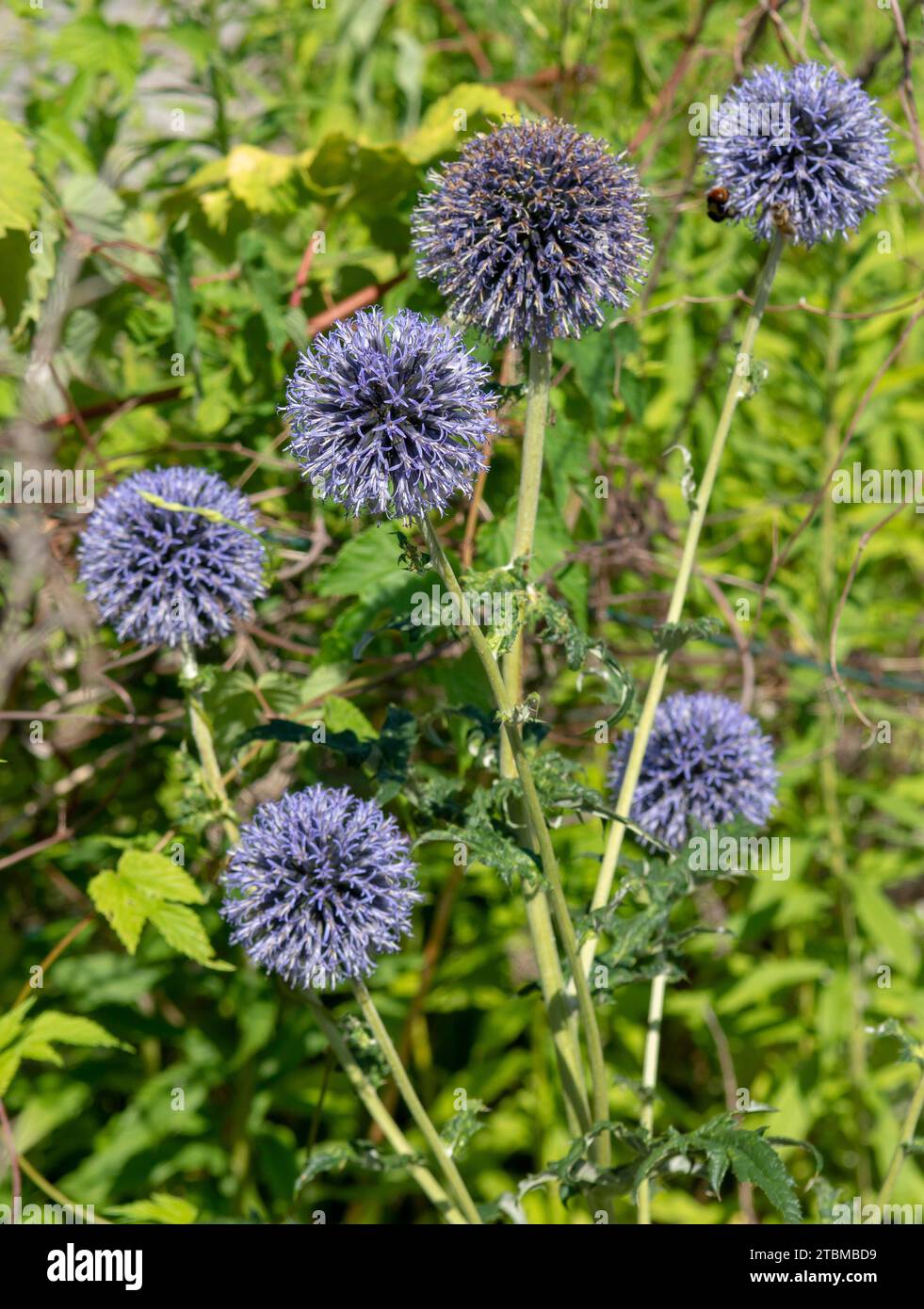 fioritura nel giardino in estate. Teste di fiori sferici blu di Globe Thistles (Echinops) Foto Stock